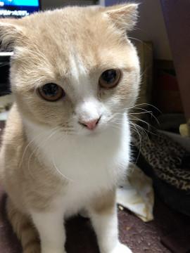 元気いっぱいのスコティッシュフォールドち