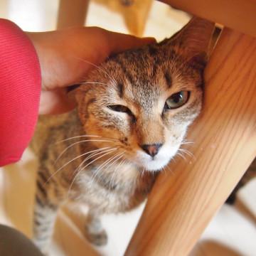おとな猫大好き！な美人系キジちゃん