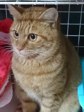 とてもなついているかわいいチャトラちゃ