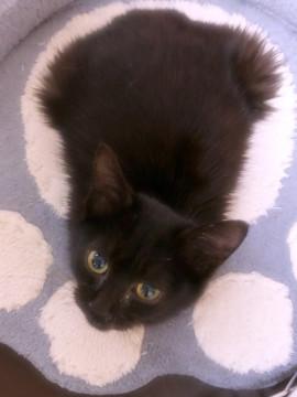 甘えん坊の黒ねこ坊や(*´꒳`*)