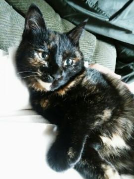 癒しのフワフワ手触り、黒サビ子猫