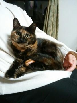 しっぽピ～ン！甘えん坊。べっ甲サビ子猫