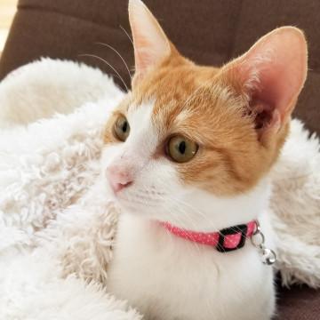 人と暮らすために生まれてきた優しい子♀