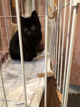 かわいい黒猫さん！！