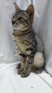 生後3.5～4ヶ月　人間大好き女の子　