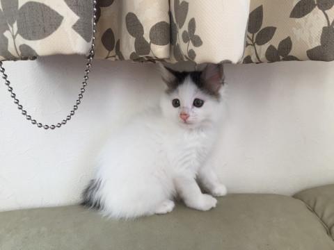 ふわふわの子猫です♬