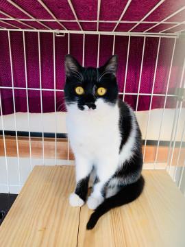 金色お目の甘々、可愛らしい女の子