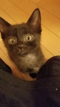 真っ黒色、お目クリクリ男の子