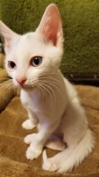 白地にグレー柄ありの、綺麗な男の子