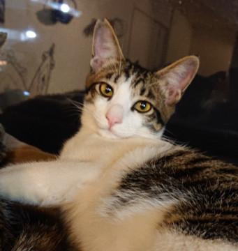 美猫ちゃん　お耳が大きくピンクの鼻