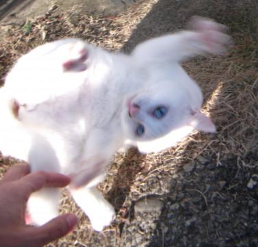 生後半年以上の真っ白なブルーアイ雌猫