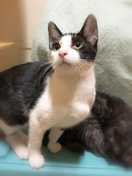 掃除機へっちゃら甘えん坊