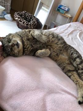 ボクとまったり暮らしませんか?