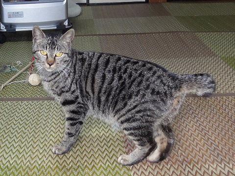 可愛いトンちゃん