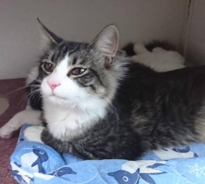 ノルウェージャン風な猫さんです♪