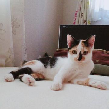 遊びたい三毛ちゃん