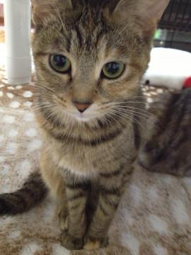 雑種の成猫ちゃん