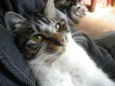 ふわふわの丸顔