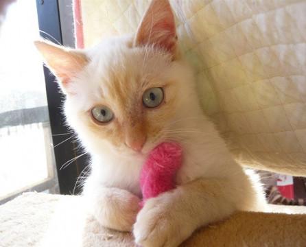 ブルーアイビビりな白茶君