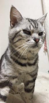 甘えん坊のアメショ