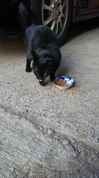 人懐っこい黒猫ちゃん