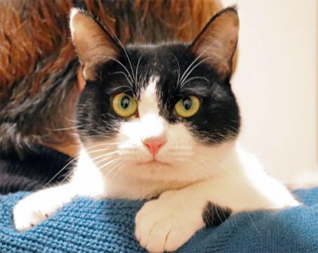 ゴロスリ！ちゅらくん、人も猫も大好き！