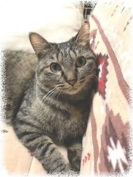 すりすりゴロゴロ人が大好きキジトラ