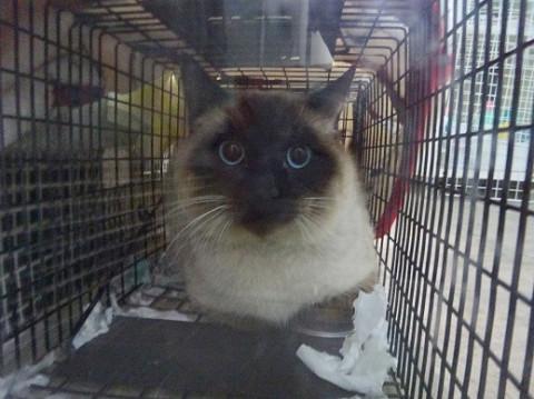 シャム系の男の子