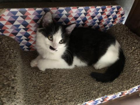 ふわふわな男の子