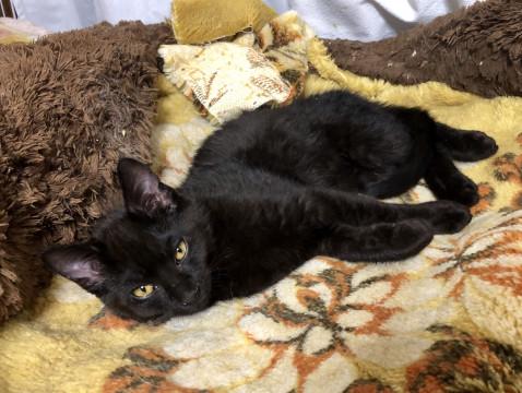 ちょっとビビりな黒猫男子