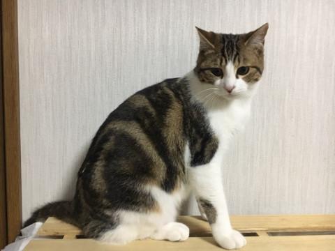 うず巻き柄のお兄ちゃん