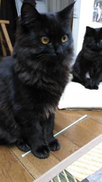 ふわふわ長毛のチャコールグレーの女の子