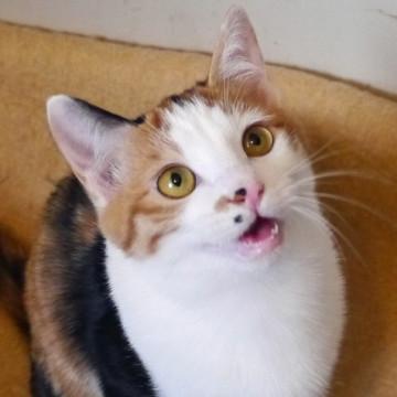 とっても甘えんぼな美人三毛ちゃん♪