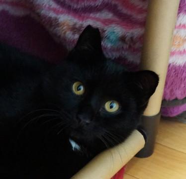白いポイントがかわいい、黒猫の男の子
