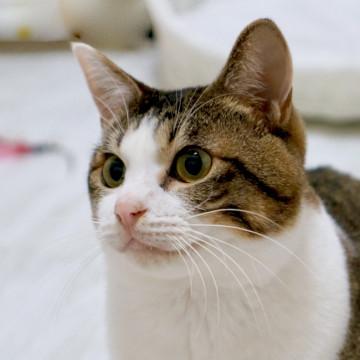 FIV+)超ｲｹﾒﾝな甘えんぼ男子♪