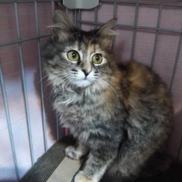 大きな瞳のふんわりサビキジちゃん