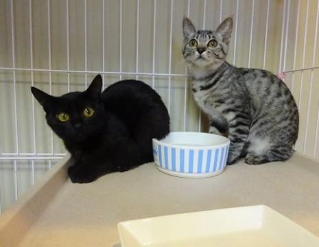 募集停止ビビりな生後５か月☆仲良し姉妹