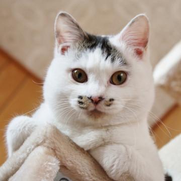 まるまる、ふくふく、ぼくはモモ。