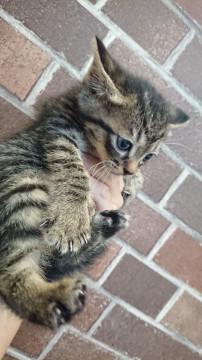 12月23日生まれ　可愛い仔猫