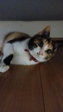 小柄でチャーミングな三毛ちゃん