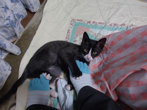 脚に絡みついている元気なミニちゃんです！