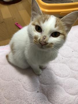 なっつこい子の白茶