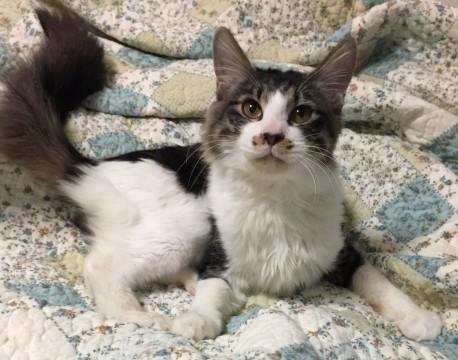 ノルウェージャン風な猫さんです♪