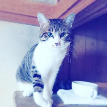 キジ白のミント君