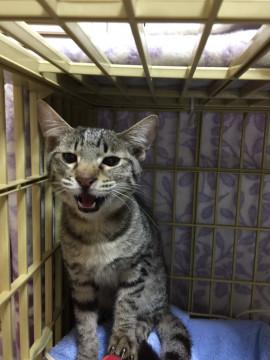 慣れ慣れの　キジトラ君