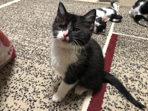 里親さま募集中です　