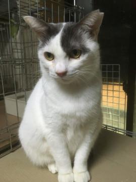 少しビビりな、ふくよか体型女の子