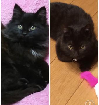 ❤️長毛と短毛の黒チビ兄妹❤️