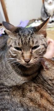 ＳＯＳ　多頭飼育崩壊