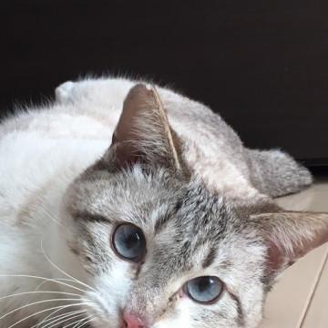 ＳＯＳ　多頭飼育崩壊　